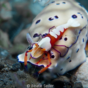 Imperator shrimp by Beate Seiler 